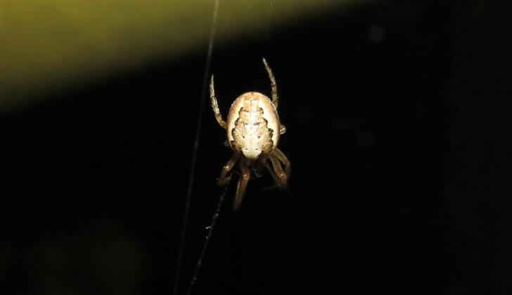 Zygiella atrica?